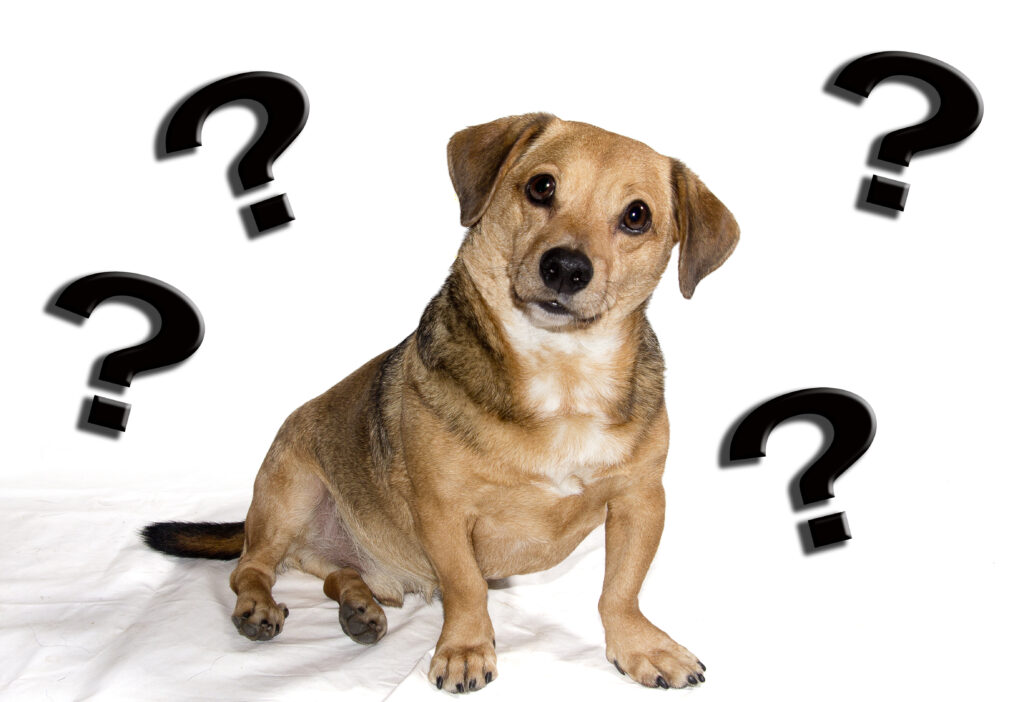 Dog with Question Marks